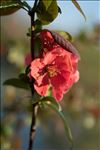 Chaenomeles japonica (Thunb.) Lindl. ex Spach