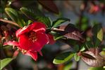 Chaenomeles japonica (Thunb.) Lindl. ex Spach