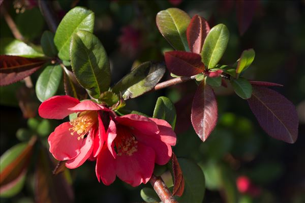 Chaenomeles japonica (Thunb.) Lindl. ex Spach