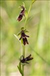 Ophrys insectifera L.