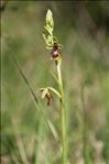 Ophrys insectifera L.