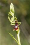 Ophrys insectifera L.
