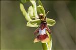Ophrys insectifera L.