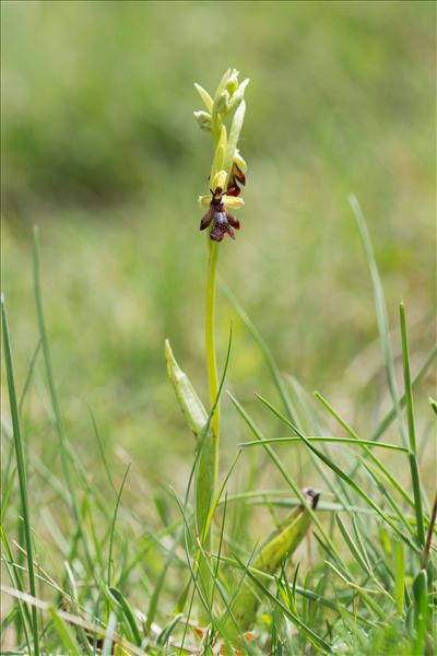 Ophrys insectifera L.