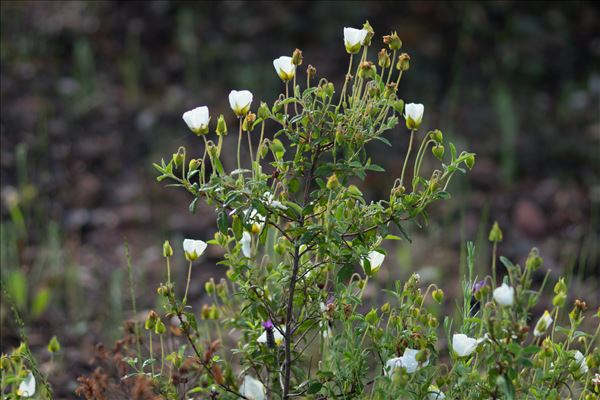 Cistus ×florentinus Lam.