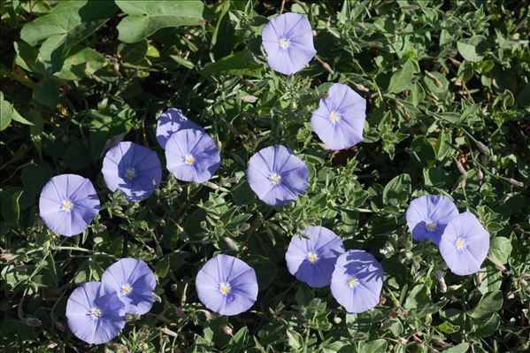 Convolvulus sabatius Viv.