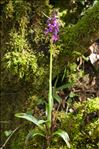 Orchis mascula subsp. ichnusae Corrias