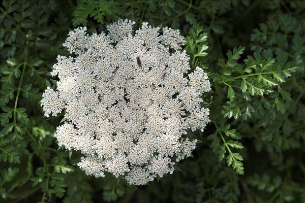 Daucus carota subsp. hispanicus (Gouan) Thell.