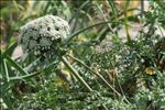 Daucus carota subsp. hispanicus (Gouan) Thell.