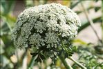 Daucus carota subsp. hispanicus (Gouan) Thell.