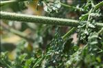 Daucus carota subsp. hispanicus (Gouan) Thell.