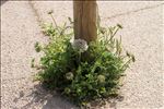 Daucus carota subsp. hispanicus (Gouan) Thell.