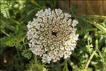 Daucus carota subsp. hispanicus (Gouan) Thell.