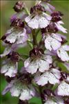 Orchis purpurea Huds.