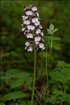 Orchis purpurea Huds.