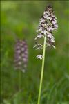 Orchis purpurea Huds.