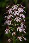 Orchis purpurea Huds.