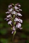 Orchis purpurea Huds.