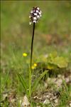 Orchis purpurea Huds.