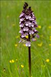 Orchis purpurea Huds.