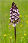 Orchis purpurea Huds.