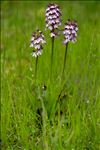 Orchis purpurea Huds.