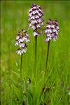 Orchis purpurea Huds.