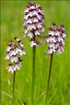 Orchis purpurea Huds.