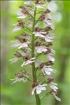 Orchis purpurea Huds.