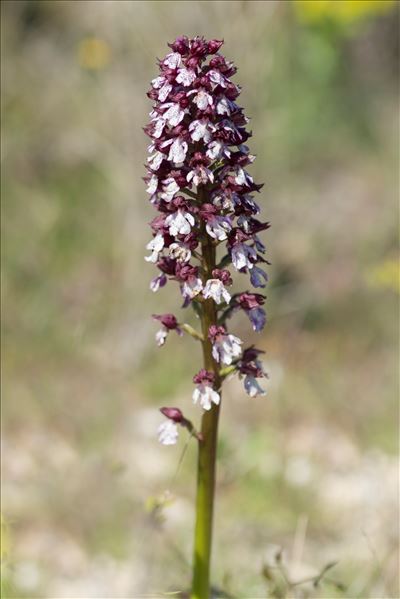 Orchis purpurea Huds.