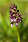 Orchis purpurea Huds.