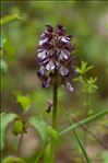 Orchis purpurea Huds.