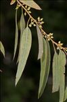 Eucalyptus camaldulensis Dehnh.