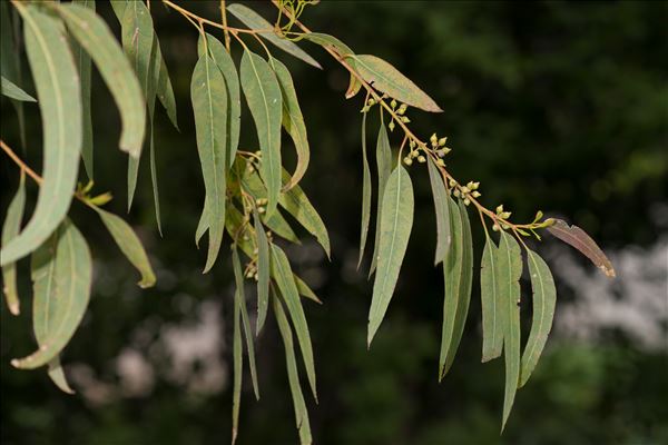 Eucalyptus camaldulensis Dehnh.