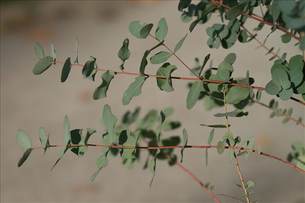 Eucalyptus gunnii Hook.f.