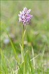 Orchis simia Lam.