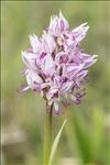 Orchis simia Lam.