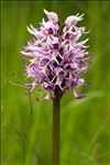 Orchis simia Lam.