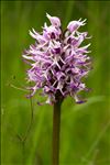 Orchis simia Lam.