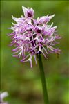 Orchis simia Lam.