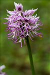 Orchis simia Lam.