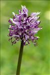 Orchis simia Lam.