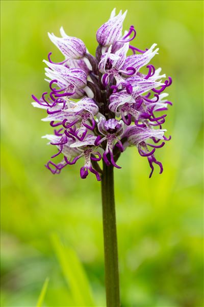 Orchis simia Lam.