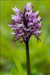 Orchis simia Lam.