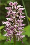 Orchis simia Lam.