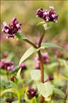 Fedia graciliflora Fisch. & C.A.Mey.