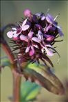 Fedia graciliflora Fisch. & C.A.Mey.