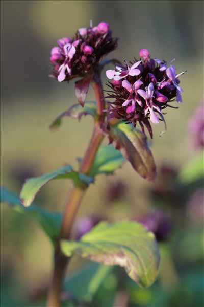 Fedia graciliflora Fisch. & C.A.Mey.