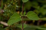 Origanum vulgare subsp. viridulum (Martrin-Donos) Nyman