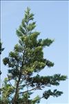 Juniperus phoenicea subsp. turbinata (Guss.) Arcang.